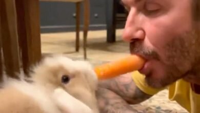 David Beckham splits carrots with the familys new bunny Coco