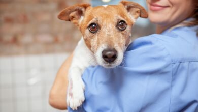 How to Avoid Big Vet Bills and Keep Your Pet