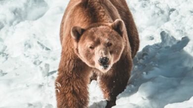 Quant Explains Why This Bitcoin Bear Market Is Different From