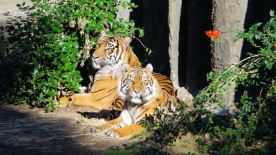 Tiger politics and tiger conservation where stakeholders are going wrong