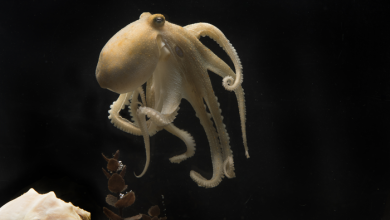 1652734942 Scientists find out why female octopuses self destruct after laying eggs