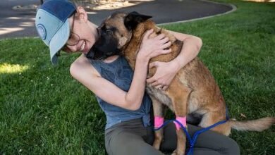 Dog goes home after saving California woman from mountain lion