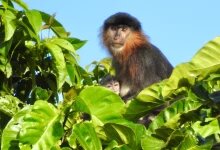 How the monkey business and deforestation created a new species