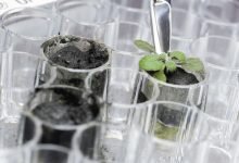 Plants grow first in the soil from the moon