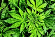 Rhode Island becomes 19th state to legalize recreational marijuana