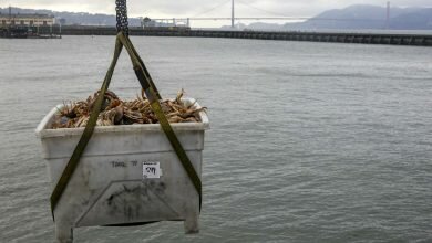 SFDA Wants One Fisherman To Pay Nearly 1 Million In