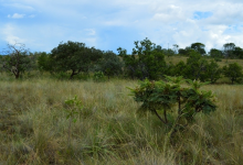 The northeastern region of Brazil probably dried up during Earths