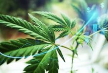 Tilray short interest hits new high