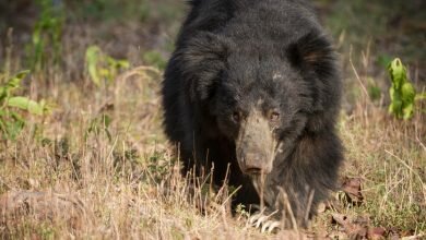 Couple killed and eaten by bear in very unusual attack