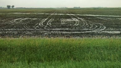 RMA Consider broadcast seeding among crop insurance options