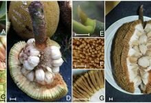 Scientists were amazed by this fruits strange biology – but