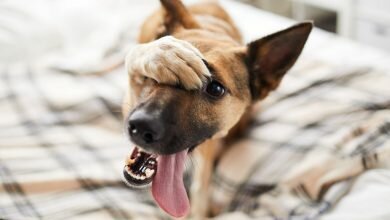 Stop Enabling Your Dogs Bad Behavior